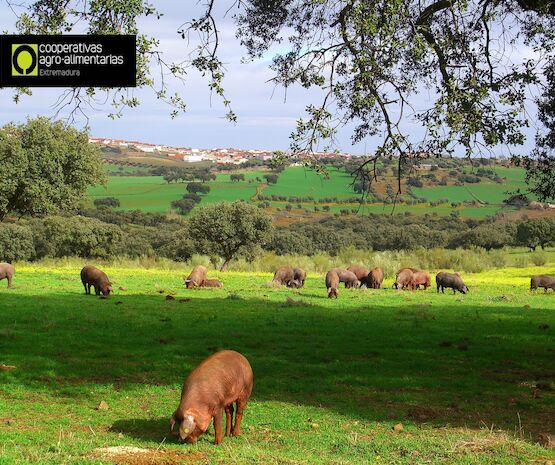 Calidad del Ibérico