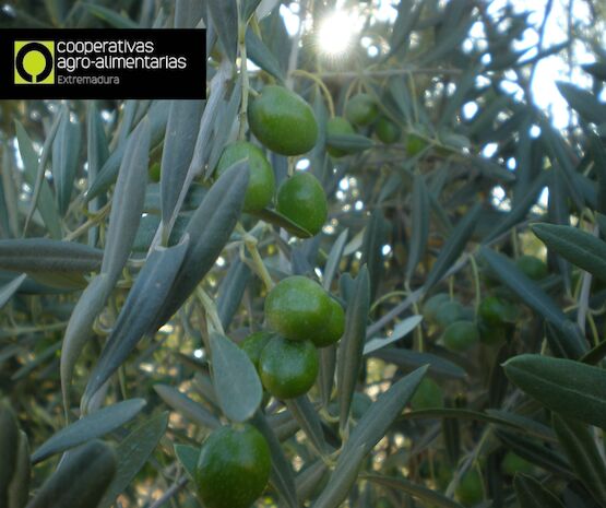 La producción de aceite bajará un 20% en Extremadura la próxima campaña