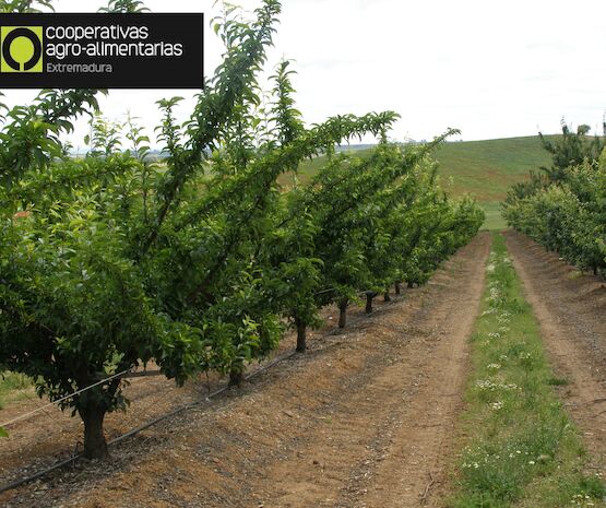 Convocadas las ayudas a la mejora y modernización de explotaciones ¡mediante nuevas plantaciones frutícolas