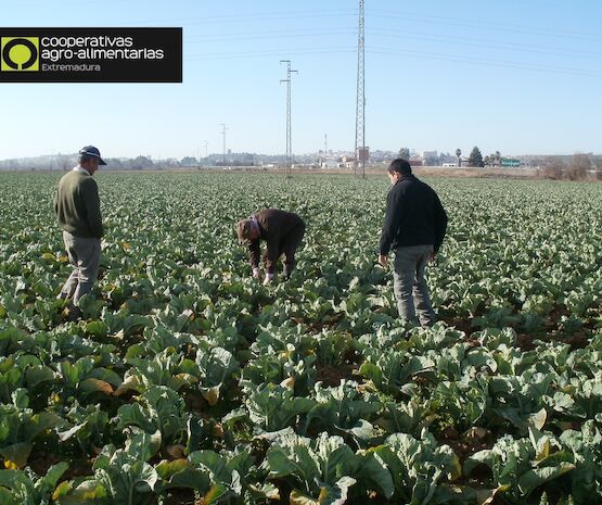 Cooperativas Extremadura celebra una jornada estatal de Seguros Agrarios