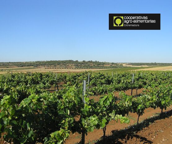 Extremadura recibe 6,3 millones para la reestructuración del viñedo