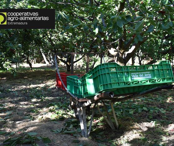 La contratación del Seguro de Explotaciones de Cereza sube un 20% respecto a la campaña anterior