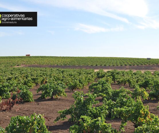 CAVE San José inicia una actividad enoturística para dar a conocer la historia y tradiciones de Tierra de Barros a través del vino