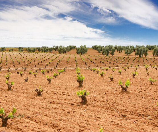 Agricultura convoca las ayudas para reestructuración y reconversión del viñedo en Extremadura, con 9 millones de euros