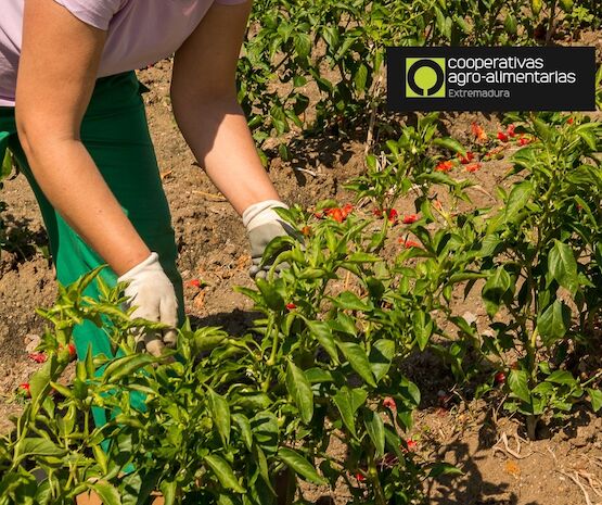 Se estima una reducción del 60% de la cosecha de pimiento  para pimentón