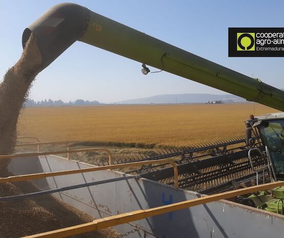 Cambia la forma de comunicar las existencias de cereales, arroz y semillas