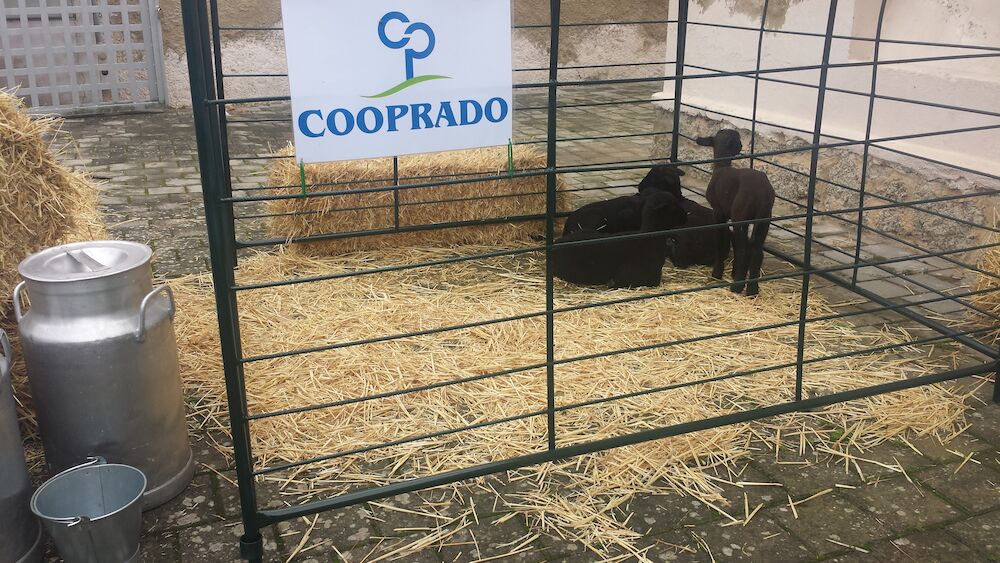 Cooprado y Tagus ponen en marcha la primera Escuela de Pastores en Extremadura para formar a profesionales