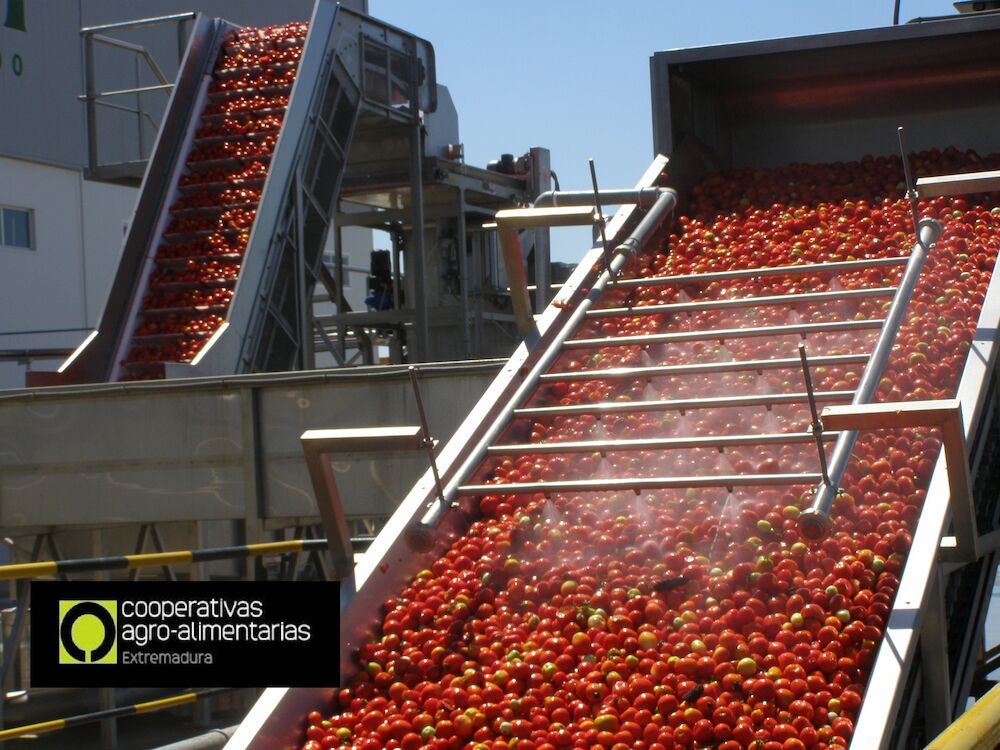 Una campaña de tomate continuista