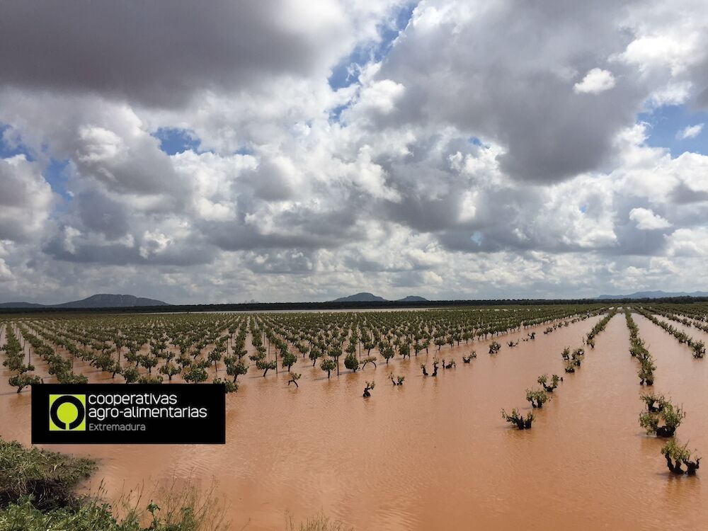 Convocadas las ayudas para la contratación de Seguros Agrarios