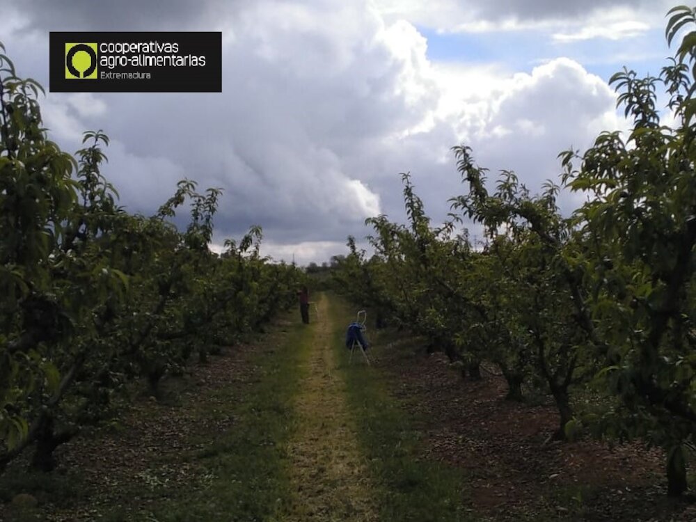 Ajustando la fruta