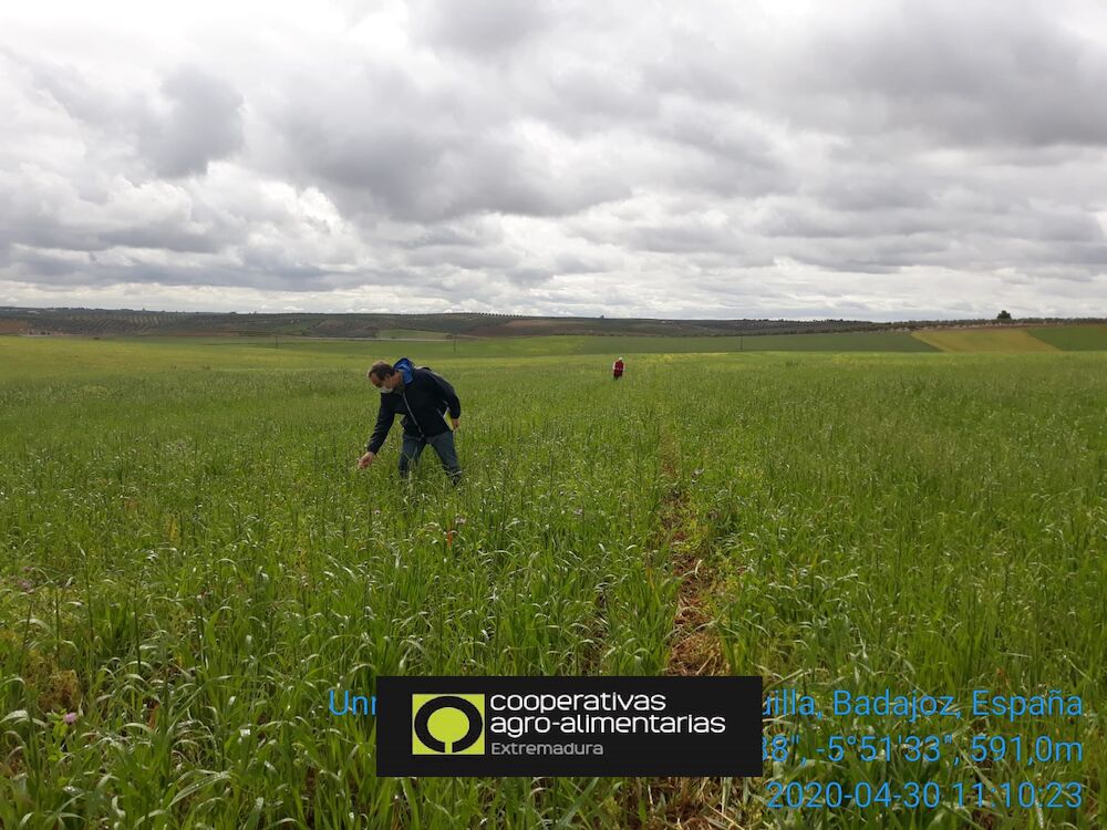 Campaña agrícola ante adversidades meteorológicas