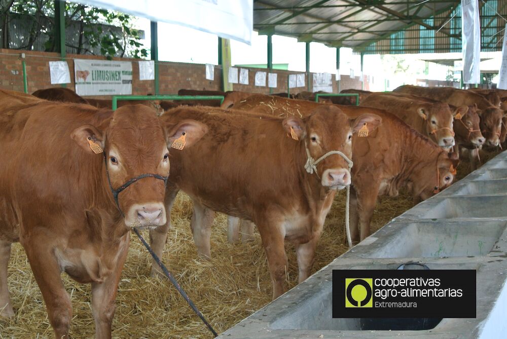 Extremadura suspende presencia ganado en ferias ante la dermatosis nodular contagiosa