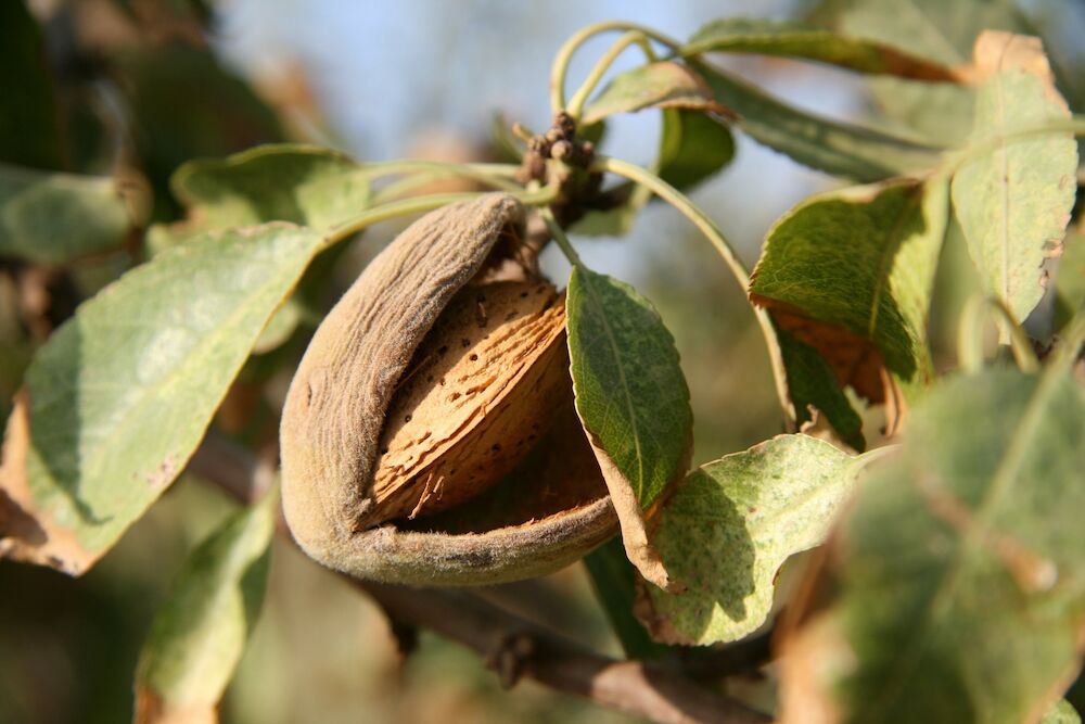 El cultivo del almendro triplica su número de hectáreas en Extremadura desde 2010