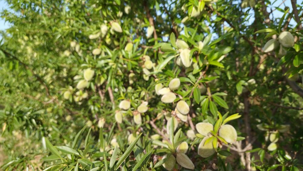 Extremadura incrementa un 32% la superficie productiva destinada a almendra