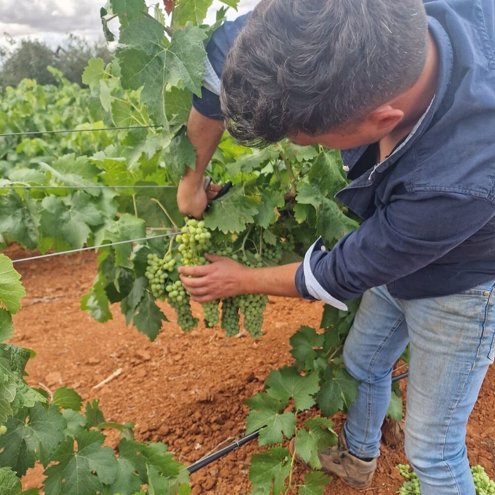 La cooperativa Virgen de la Estrella participa en un proyecto innovador para revitalizar el cultivo de la uva Eva