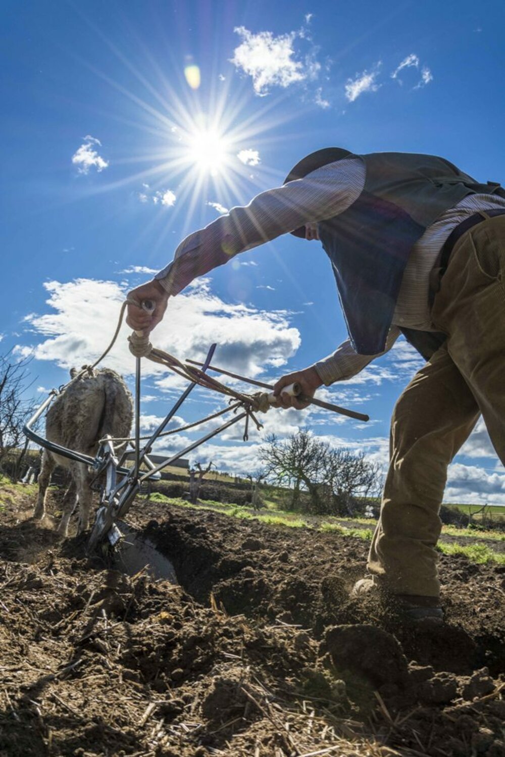 La fotografía “De sol a sol” gana el concurso de fotografía convocado por Cooperativas Agro-alimentarias Extremadura