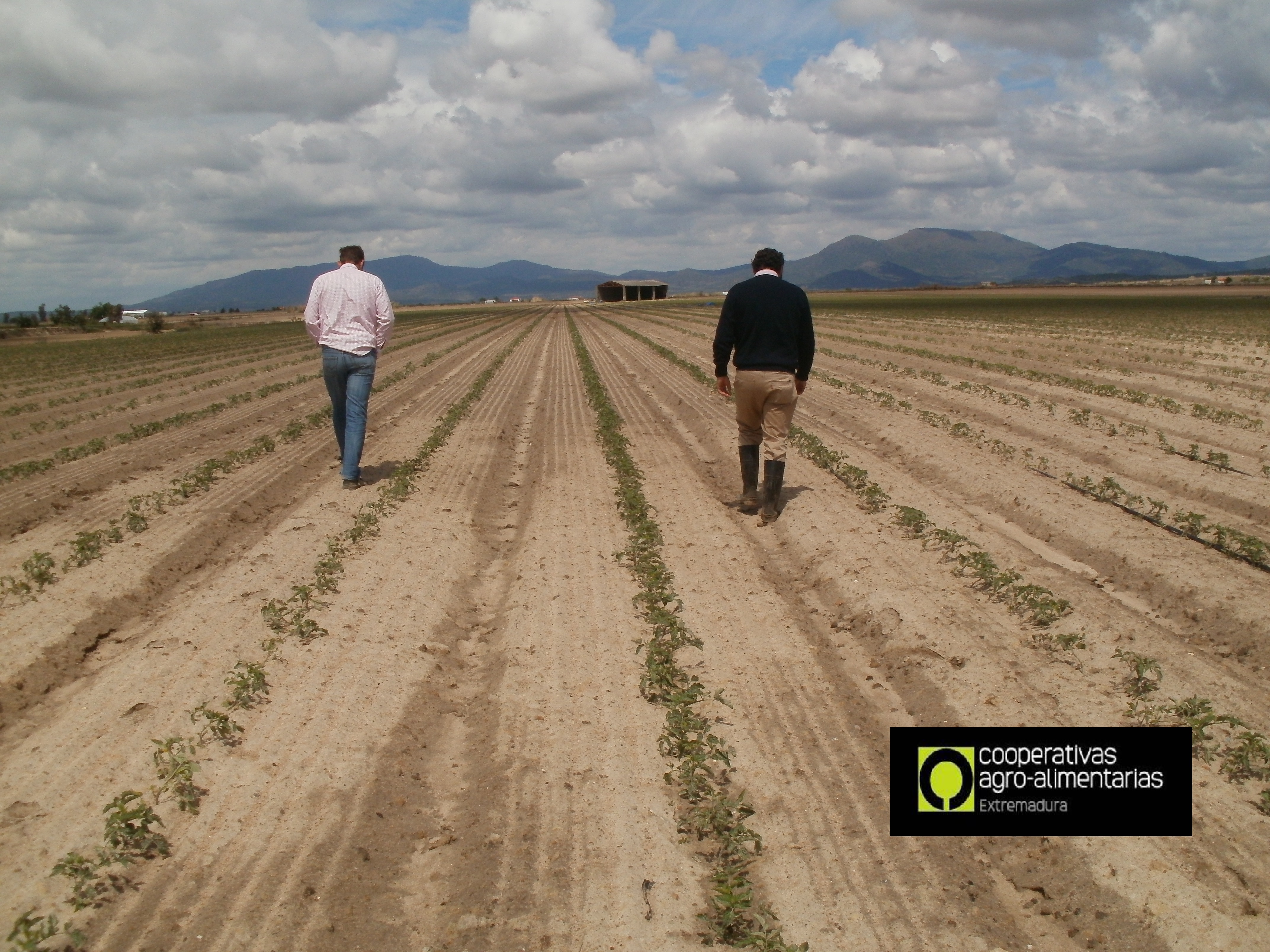 Peritaciones en campo