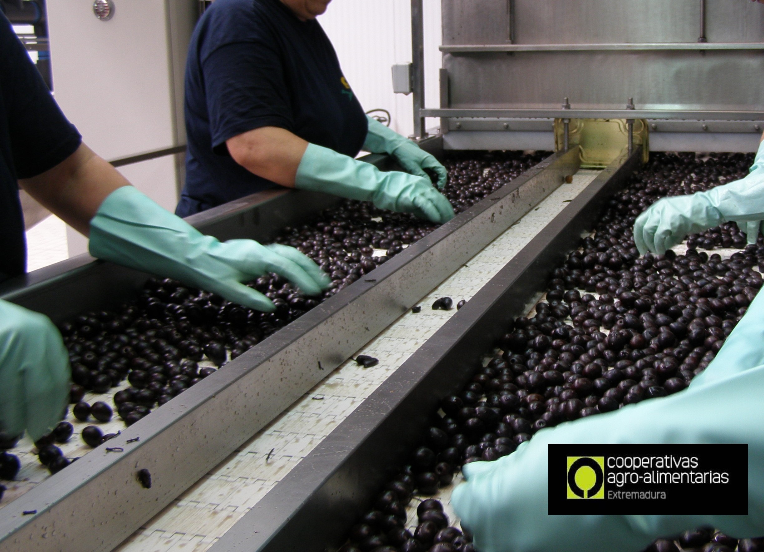 aceituna negra extremeña en cinta industria cooperativa