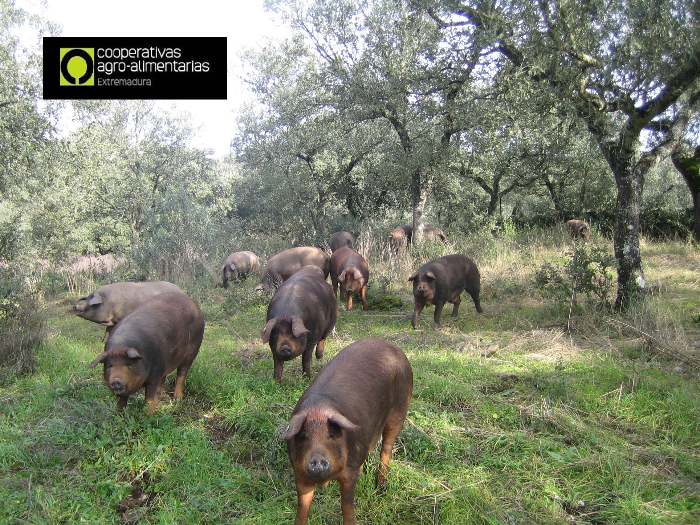 sector porcino - cerdos en dehesa